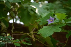 Solanum grandiflorum